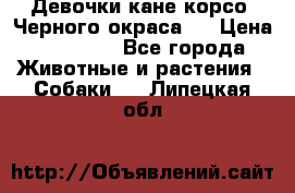 Девочки кане корсо. Черного окраса.  › Цена ­ 65 000 - Все города Животные и растения » Собаки   . Липецкая обл.